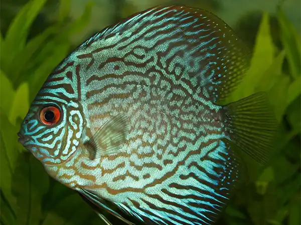 Aquarium (Noirmoutier)